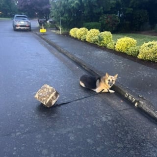 Illustration de l'article : Un Berger Allemand abandonn&eacute; sur la route et attach&eacute; &agrave; une grosse pierre est sauv&eacute; par la police qui lance un appel &agrave; t&eacute;moins