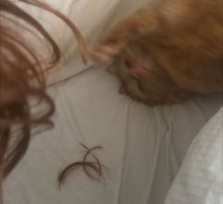 Illustration de l'article : En d&eacute;couvrant au r&eacute;veil des cheveux coup&eacute;s sur son lit, cette femme r&eacute;alise que son chat les m&acirc;chouille durant la nuit