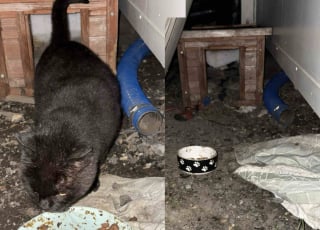 Illustration de l'article : Longtemps livré à lui-même sur un site industriel, ce chat devenu aveugle connaît enfin le bonheur et la sécurité