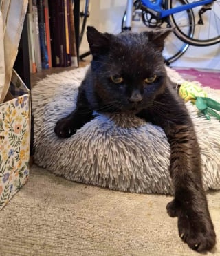 Illustration de l'article : Longtemps livré à lui-même sur un site industriel, ce chat devenu aveugle connaît enfin le bonheur et la sécurité