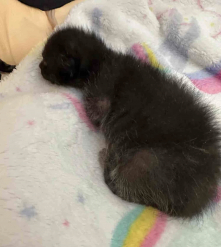 Illustration de l'article : Unique survivant de sa portée, ce minuscule chaton surmonte une maladie grave et surprend ses sauveurs par son immense volonté de vivre