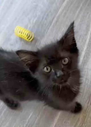 Illustration de l'article : Unique survivant de sa portée, ce minuscule chaton surmonte une maladie grave et surprend ses sauveurs par son immense volonté de vivre