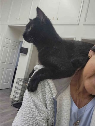 Illustration de l'article : Unique survivant de sa portée, ce minuscule chaton surmonte une maladie grave et surprend ses sauveurs par son immense volonté de vivre