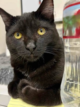 Illustration de l'article : Unique survivant de sa portée, ce minuscule chaton surmonte une maladie grave et surprend ses sauveurs par son immense volonté de vivre