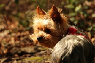 Illustration de l'article : Les petits chiens ont-ils vraiment besoin de faire de longues promenades r&eacute;guli&egrave;res ?