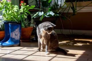 Illustration de l'article : Pourquoi le bout de la queue de votre chat tressaille-t-il ?