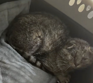 Illustration de l'article : &laquo; Il savait que je pouvais l'aider &raquo;, un vieux chat affaibli s&rsquo;allonge devant une maison et re&ccedil;oit les soins qu'il esp&eacute;rait (vid&eacute;o)