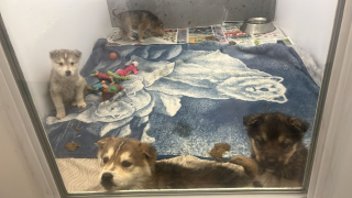 Illustration de l'article : Abandonnés dans une décharge enneigée, ces 4 chiots transis de froid tentaient de survivre grâce à des morceaux de carton