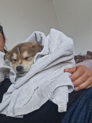 Illustration de l'article : Abandonnés dans une décharge enneigée, ces 4 chiots transis de froid tentaient de survivre grâce à des morceaux de carton