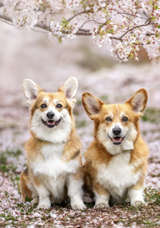 Illustration de l'article : &laquo; La meilleure prof de musique &raquo;, une femelle Corgi m&eacute;lomane apprend &agrave; sa jeune ma&icirc;tresse &agrave; jouer du piano (vid&eacute;o)