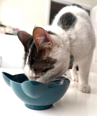 Illustration de l'article : « Tout s'est passé si vite », un chat disparu parcourt 24 km en étant coincé sous une voiture avant d'être secouru