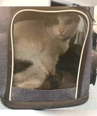 Illustration de l'article : « Tout s'est passé si vite », un chat disparu parcourt 24 km en étant coincé sous une voiture avant d'être secouru