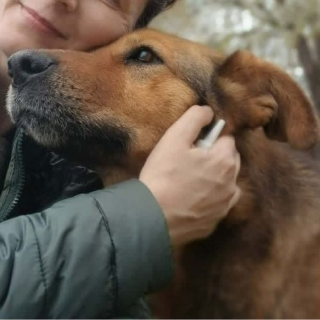 Illustration de l'article : &laquo; Elle survivait comme elle pouvait &raquo;, une chienne vivant seule dans une d&eacute;chetterie cherche l&rsquo;amour d&rsquo;une famille