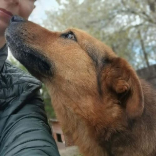 Illustration de l'article : &laquo; Elle survivait comme elle pouvait &raquo;, une chienne vivant seule dans une d&eacute;chetterie cherche l&rsquo;amour d&rsquo;une famille