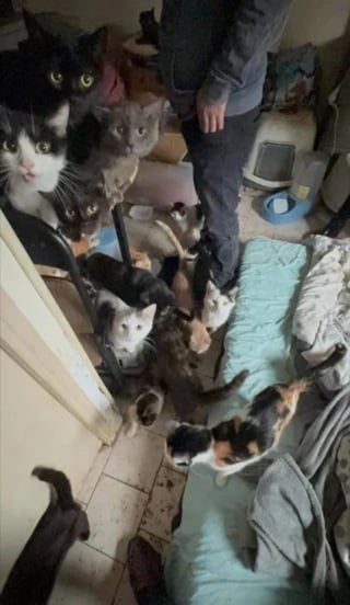 Illustration de l'article : La chute de plusieurs chats depuis le 2e étage mène au sauvetage d'une dizaine d'animaux vivant dans des conditions insalubres