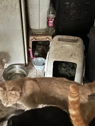 Illustration de l'article : La chute de plusieurs chats depuis le 2e étage mène au sauvetage d'une dizaine d'animaux vivant dans des conditions insalubres