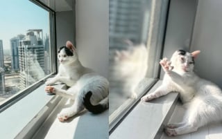 Illustration de l'article : Une chatte privée d'une oreille et un chat borgne deviennent inséparables après leur adoption par la vétérinaire qui les a soignés