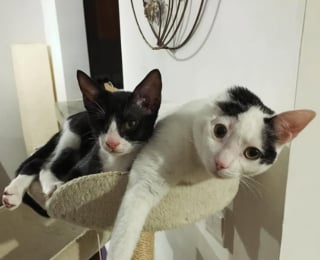Illustration de l'article : Une chatte privée d'une oreille et un chat borgne deviennent inséparables après leur adoption par la vétérinaire qui les a soignés