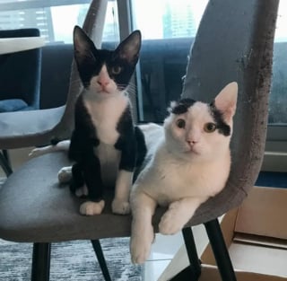 Illustration de l'article : Une chatte privée d'une oreille et un chat borgne deviennent inséparables après leur adoption par la vétérinaire qui les a soignés