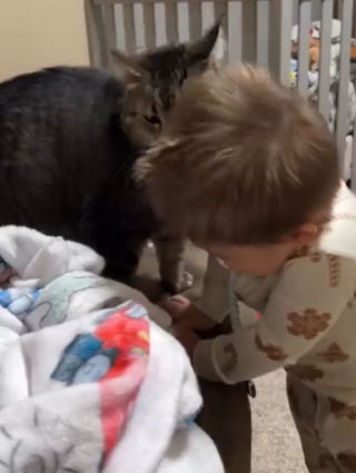 Illustration de l'article : Ce chat insiste pour commencer la journ&eacute;e avec son petit fr&egrave;re humain et &ecirc;tre le premier &agrave; le saluer (vid&eacute;o)