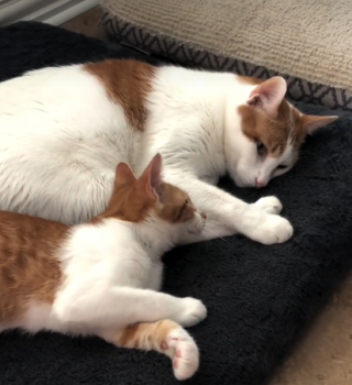 Illustration de l'article : Ce chat refuse de quitter son fr&egrave;re a&icirc;n&eacute; une seule seconde et le suit m&ecirc;me jusque dans la liti&egrave;re (vid&eacute;o)