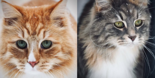 Illustration de l'article : Ne pouvant bouger car son b&eacute;b&eacute; s'est endormi sur elle, ses chats exigent quand-m&ecirc;me leur repas et le lui font savoir (vid&eacute;o)