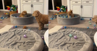 Illustration de l'article : Avant d'aller travailler, il surprend son Goldendoodle pour son 10e anniversaire en recouvrant l'escalier de jouets (vid&eacute;o)