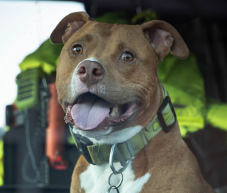 Illustration de l'article : Les pompiers adoptent un Pitbull attach&eacute; &agrave; un poteau devant leur caserne avec une lettre de son ma&icirc;tre qui re&ccedil;oit de l'aide &agrave; son tour