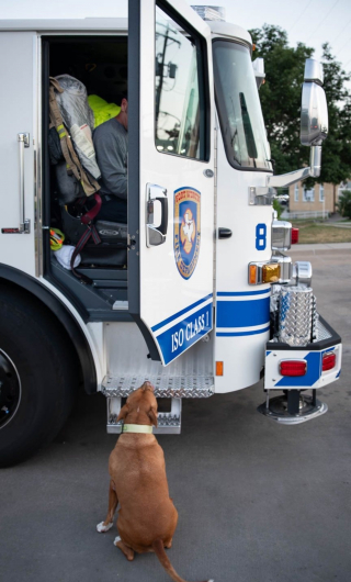 Illustration de l'article : Les pompiers adoptent un Pitbull attach&eacute; &agrave; un poteau devant leur caserne avec une lettre de son ma&icirc;tre qui re&ccedil;oit de l'aide &agrave; son tour