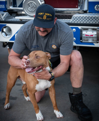 Illustration de l'article : Les pompiers adoptent un Pitbull attach&eacute; &agrave; un poteau devant leur caserne avec une lettre de son ma&icirc;tre qui re&ccedil;oit de l'aide &agrave; son tour