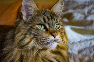 Illustration de l'article : Son Maine Coon de 2 ans cribl&eacute; de plombs, elle craint d&eacute;sormais une amputation et veut se battre pour les droits des animaux