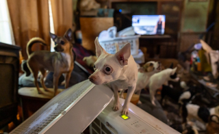 Illustration de l'article : Après 6 jours de sauvetage, 140 animaux entassés dans une maison reçoivent des soins et se préparent à leur nouvelle vie
