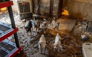 Illustration de l'article : Après 6 jours de sauvetage, 140 animaux entassés dans une maison reçoivent des soins et se préparent à leur nouvelle vie