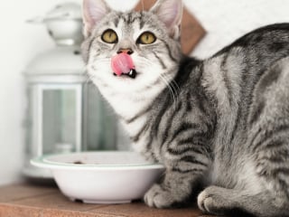 Illustration de l'article : Pourquoi votre chat gratte-t-il le sol autour de sa gamelle ?
