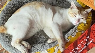 Illustration de l'article : 12 photos réconfortantes de chats durant leur sieste pour un moment de douceur