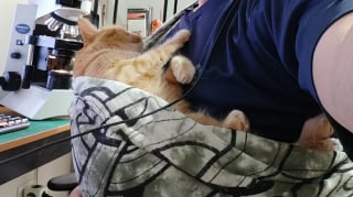 Illustration de l'article : 12 photos réconfortantes de chats durant leur sieste pour un moment de douceur