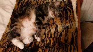 Illustration de l'article : 12 photos réconfortantes de chats durant leur sieste pour un moment de douceur