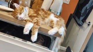 Illustration de l'article : 12 photos réconfortantes de chats durant leur sieste pour un moment de douceur