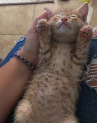 Illustration de l'article : 12 photos réconfortantes de chats durant leur sieste pour un moment de douceur