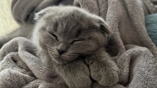Illustration de l'article : 12 photos réconfortantes de chats durant leur sieste pour un moment de douceur
