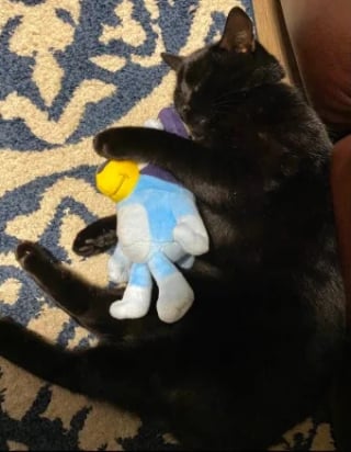 Illustration de l'article : 12 photos réconfortantes de chats durant leur sieste pour un moment de douceur