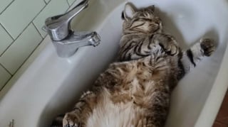 Illustration de l'article : 12 photos réconfortantes de chats durant leur sieste pour un moment de douceur