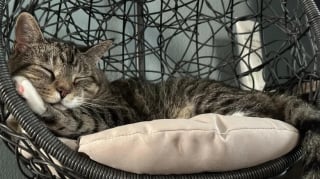 Illustration de l'article : 12 photos réconfortantes de chats durant leur sieste pour un moment de douceur