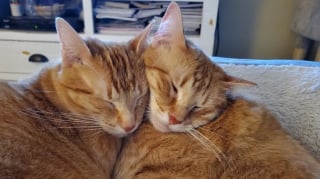 Illustration de l'article : 12 photos réconfortantes de chats durant leur sieste pour un moment de douceur