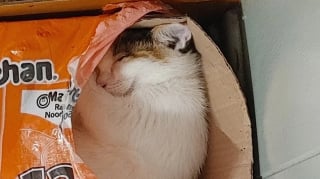 Illustration de l'article : 12 photos réconfortantes de chats durant leur sieste pour un moment de douceur