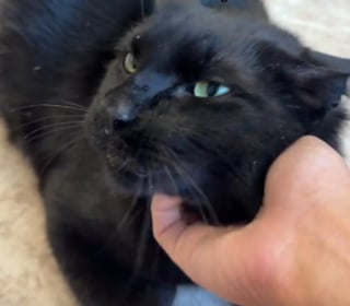 Illustration de l'article : A 8 ans, cet affectueux chat noir atteint du FIV attend depuis 7 mois une famille prête à l’aimer (vidéo)