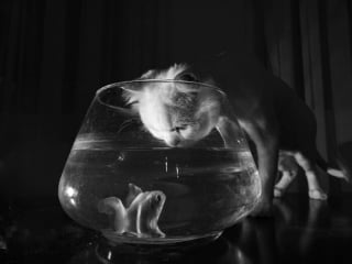 Illustration de l'article : 10 chats qui ont transformé une simple photo en oeuvre d’art