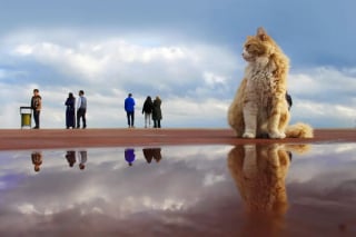 Illustration de l'article : 10 chats qui ont transformé une simple photo en oeuvre d’art