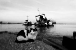 Illustration de l'article : 10 chats qui ont transformé une simple photo en oeuvre d’art