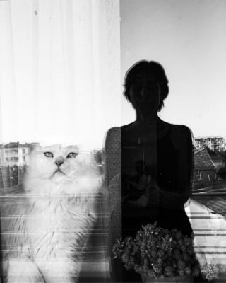 Illustration de l'article : 10 chats qui ont transformé une simple photo en oeuvre d’art